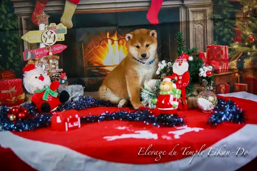 Du Temple Eikan Do - Chiot disponible  - Shiba