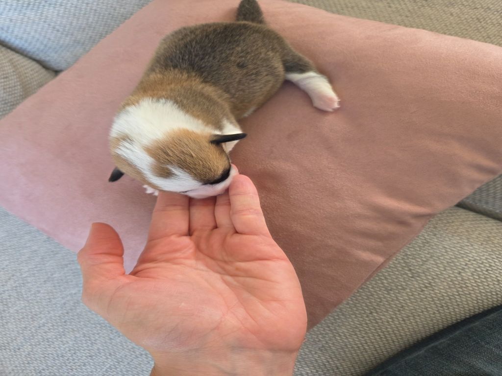 Du Temple Eikan Do - Chiots disponibles - Welsh Corgi Pembroke