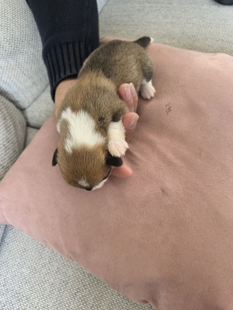 Du Temple Eikan Do - Chiots disponibles - Welsh Corgi Pembroke