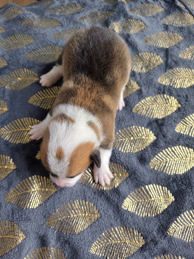 Du Temple Eikan Do - Chiots disponibles - Welsh Corgi Pembroke