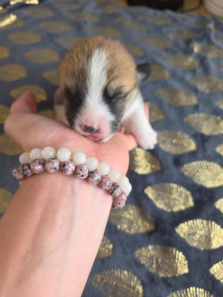 Du Temple Eikan Do - Chiots disponibles - Welsh Corgi Pembroke