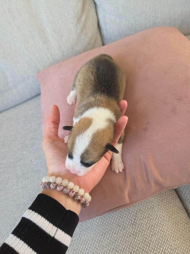Du Temple Eikan Do - Chiots disponibles - Welsh Corgi Pembroke