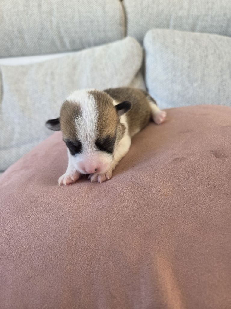 Du Temple Eikan Do - Chiots disponibles - Welsh Corgi Pembroke