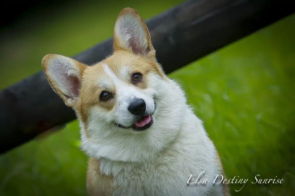 Chiot Welsh Corgi Pembroke Du Temple Eikan Do